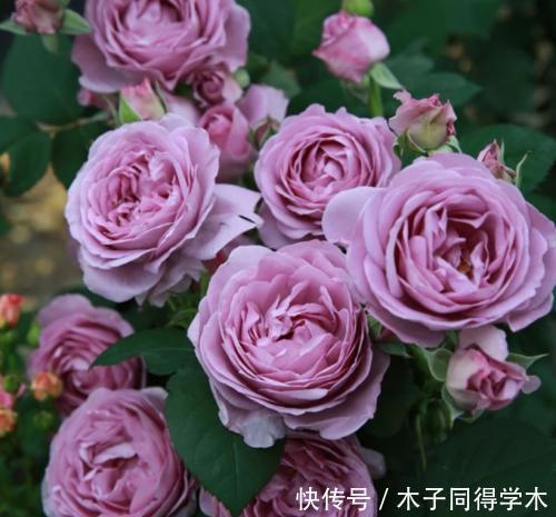 花卉|去闺蜜家住,被满阳台的微型月季吸引了,做法真高级,拍照来看看