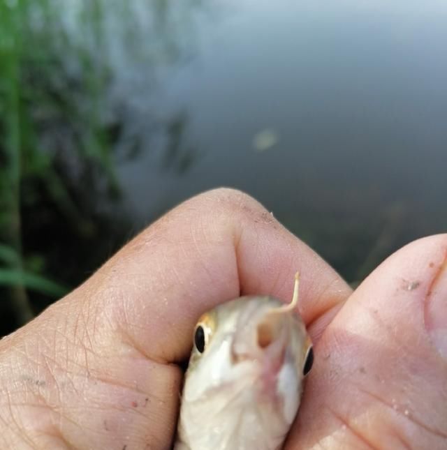 高温天,钓大鱼先克服这些“难题”,不是我吹,渔获瞬间猛增几倍