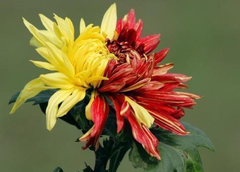 ”传统菊花“二乔,花开红黄双色,优雅大气,堪称养花必备