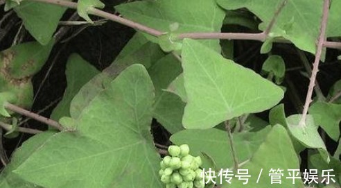 可菜|农村不起眼的野草,营养丰富,价值高可菜可药