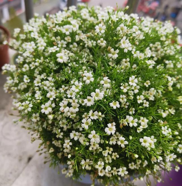 雨水|10种不能淋雨的花，淋完雨就死，盆栽养花注意事项