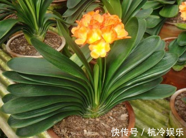 夏季|养君子兰学会四季浇水方法，根系长满盆，叶子绿出油