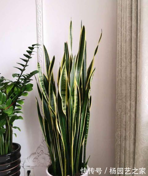 花盆|天热养虎皮兰,两步要做好,叶片纹路漂亮,花芽挤满花盆