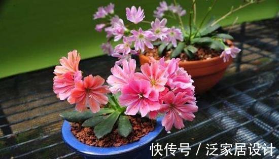 花盆|养花，在浇水后，尽量利用花盆底部的排水孔排泄积水