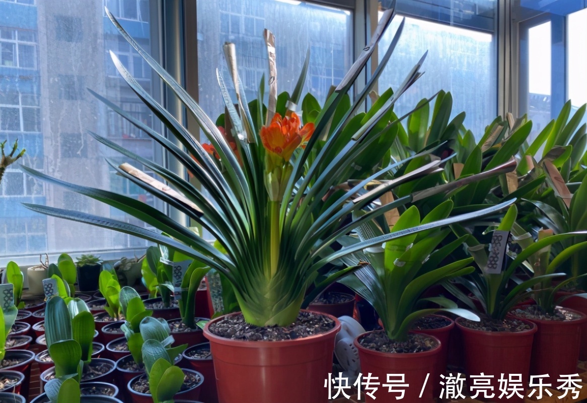 晒伤|春季养君子兰,新手不经意会犯五个错,难怪越养越糟,始终养不好