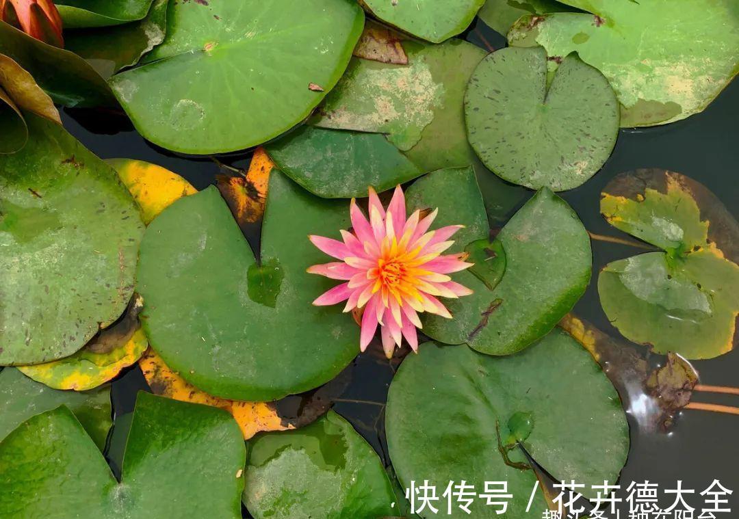 水深|“水中女神”睡莲的生长期档案，在最恰当的时机栽种与收获！