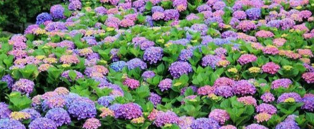 用“它”喷一喷,绣球花、杜鹃花、栀子花蹭蹭猛长,真是太喜人了