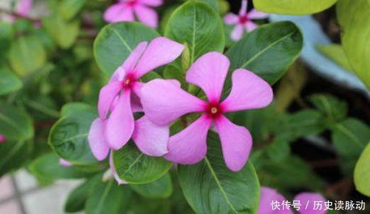 仙女|4种花界中的仙女花,花色美丽,全年开花,种植容易