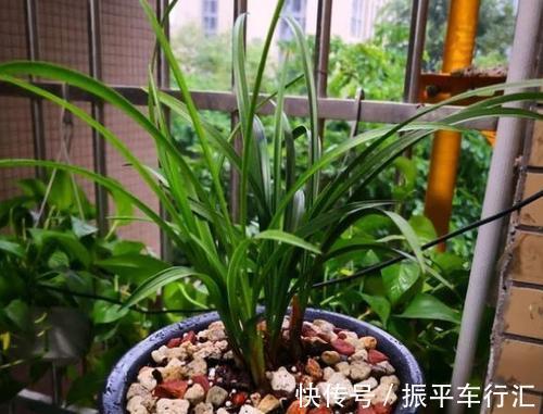 土壤|家里养花,2种东西掺盆里,土壤疏松透气,比淘米水强10倍!