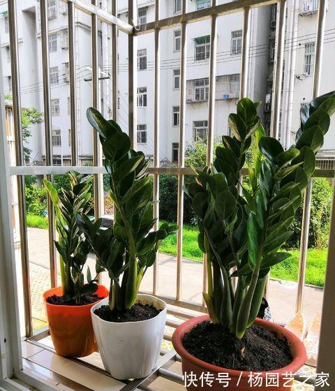 懒人|金钱树“很特殊”,土豆茎上挤满芽,懒人才能养好它