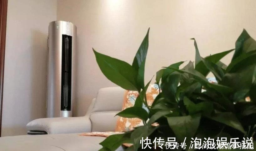 盆花|客厅两个地方,万万别“养花”,养了也尽快搬走,别忽视