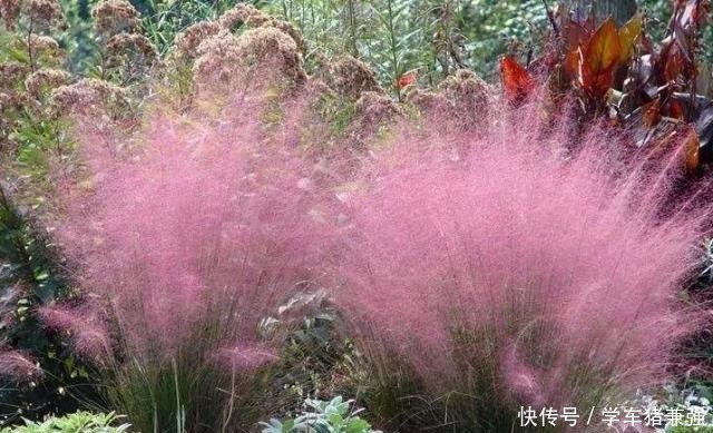 有钱人的庭院,现在流行“种草”了,4种“野草”你们见过吗!