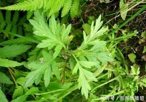降血压|农村此些宝贝野菜，除湿，活络关节，降血压血脂，谁吃谁好