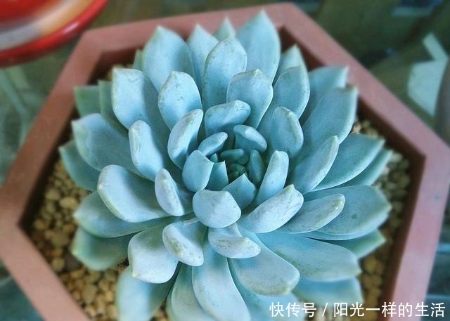 君君|养多肉,只会浇水叶片干瘪,没光泽,教你30天变成“小胖墩”