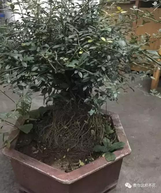 农村常见的1种树桩,栽在盆里剪几刀,变成盆景价值翻翻!
