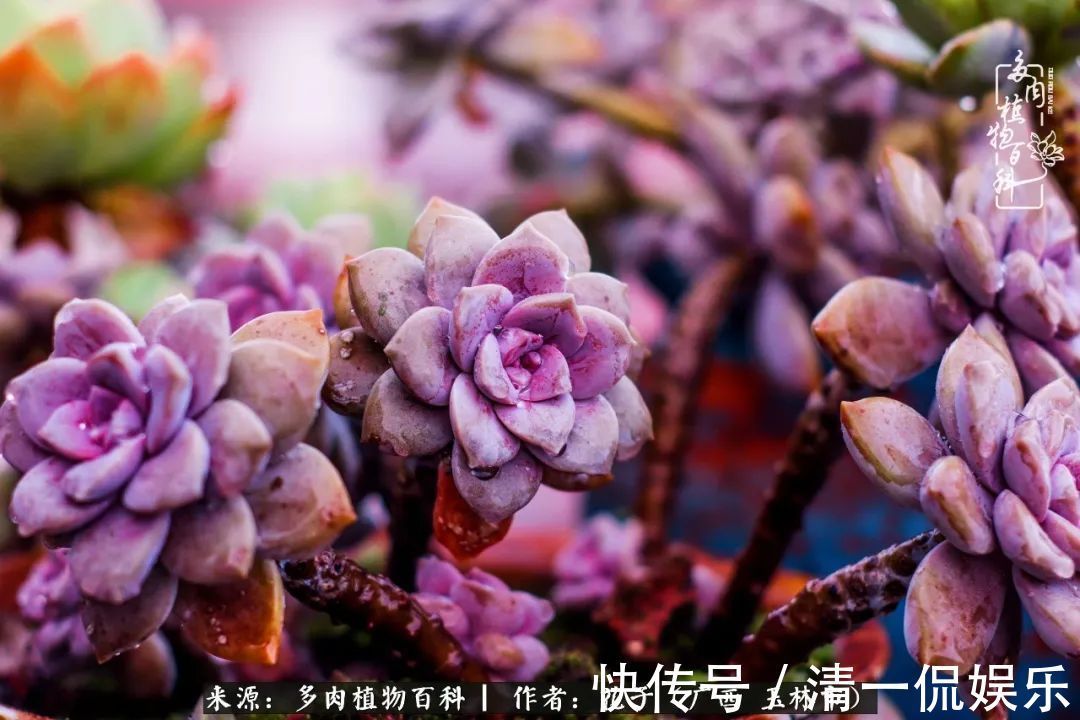 为了爱情|为了爱情来到陌生城市,偶遇多肉,地老天荒的爱恋!