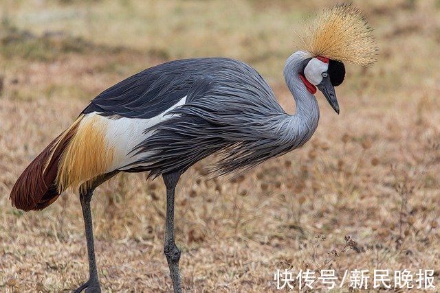 鹤立鸡群|邓伟志：走进仙鹤村