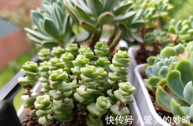 花友|九块九20棵的多肉,千万不要买,没有任何养护价值,白花冤枉钱