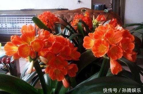 别再花钱买花肥,家家都有的1种垃圾,用来养花,花开一茬接一茬