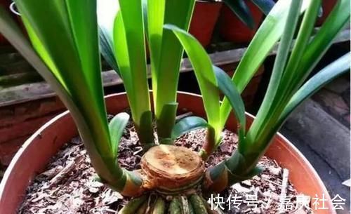 婆婆把花的叶子全“剪掉”,儿媳不理解,10天后花卉越养越旺