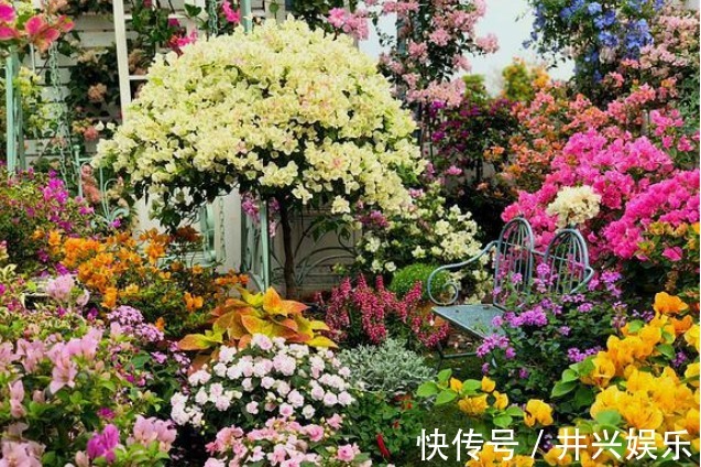 她在露台养了一种花,全年花开不断,犹如仙境,收获了近10万粉丝