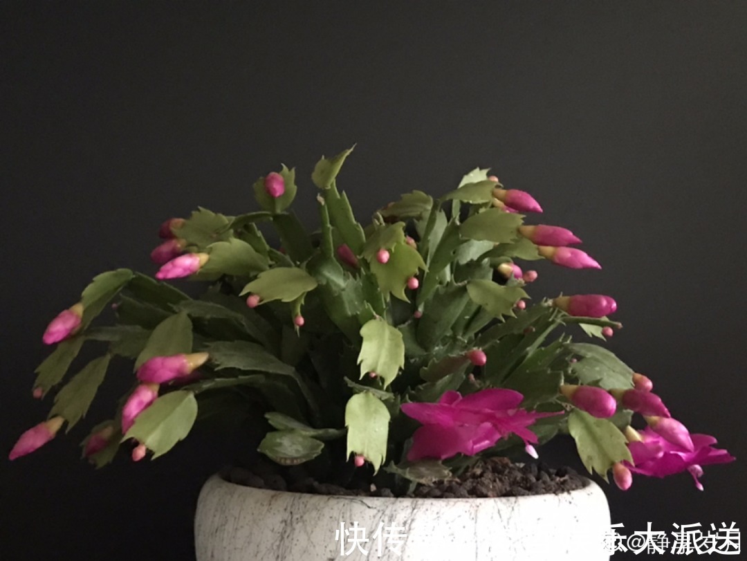 休眠期|家里有这7种花,少浇水、不能晒,天热要休眠!