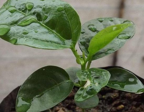 阳台种点“百香果”，扔一勺放盆里，半月生根成盆栽，收割一筐筐