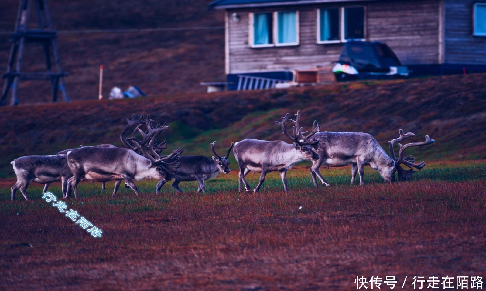 醒醒好吗斯瓦尔巴群岛不是中国飞地，更没有规定禁生禁死