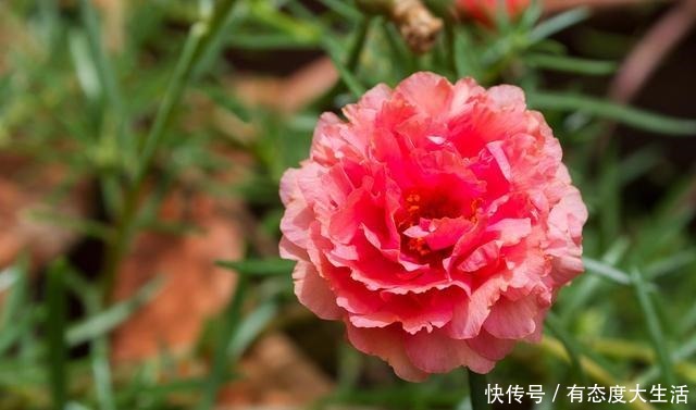 磷酸二氢钾养花最常见的6个误区,难怪花草越长越差还不开花!