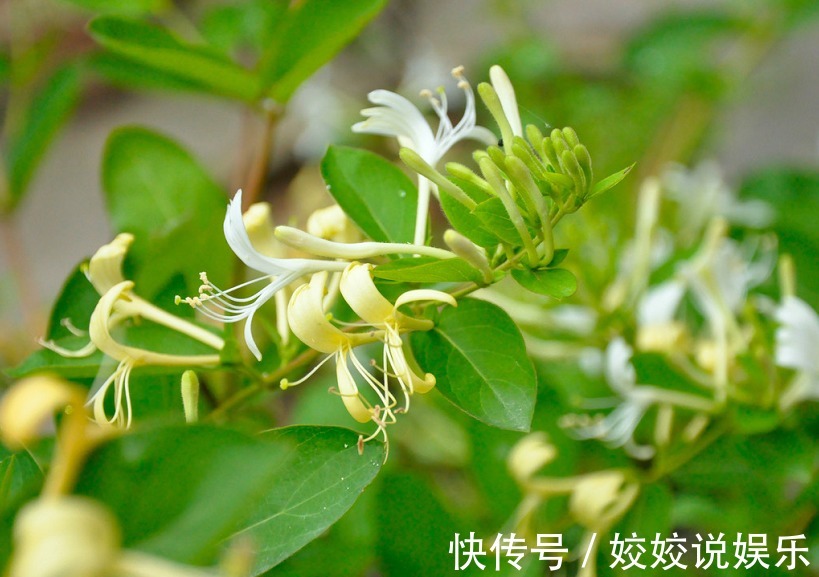 香甜|经常失眠睡不好,用此花泡水喝,去燥润肺,降血压,夜里睡得香甜