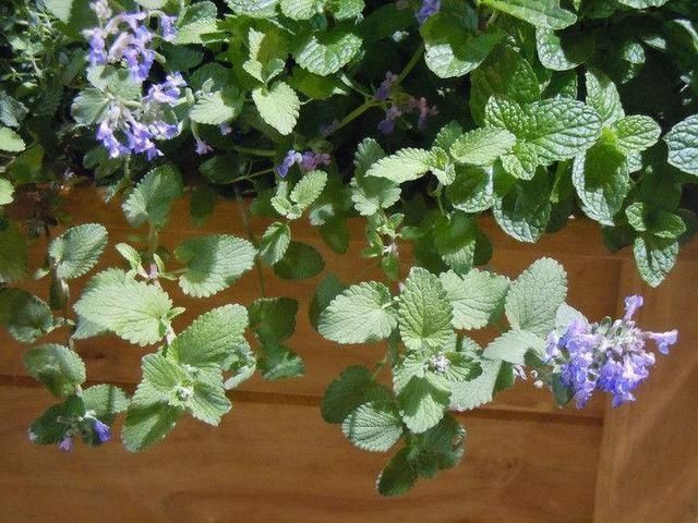 蚊子咬的满身是包,赶紧在阳台摆三种绿植,驱蚊效果好小孩更安全