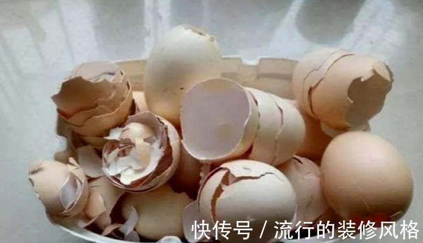 蛋壳养花好在哪里?学会这些技巧,盆栽再没有黄叶缺营养的毛病