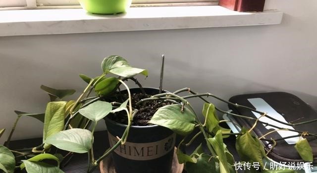 导致|绿萝突然蔫掉了!暖气导致的,想要绿萝不蔫,坚持每天浇水