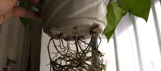 盆栽,它才是天然的生根料,阿司匹林和柳树枝水都赶不上!