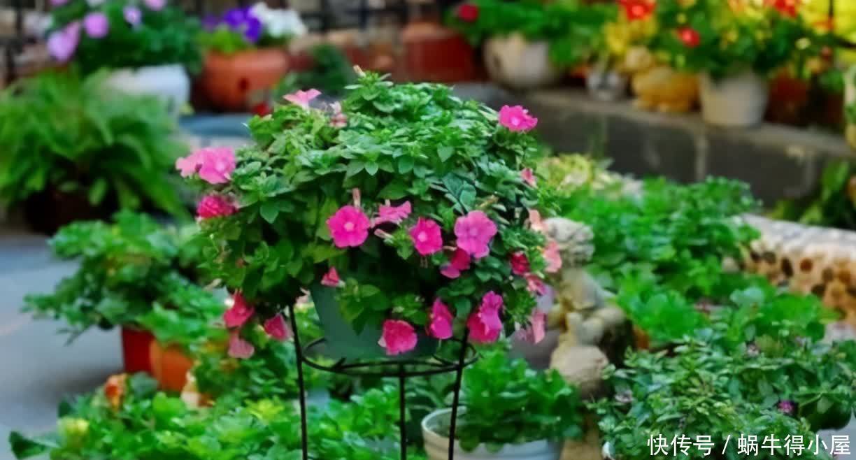 挖掘木炭养花用途:当肥?改善土壤?防治病虫害?