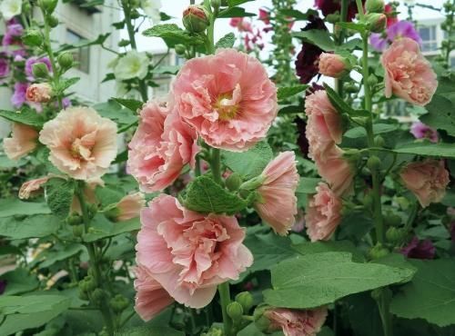 红蜀葵|阳台再小，也要养3种花，花大好养又好看，轻松打造小花园