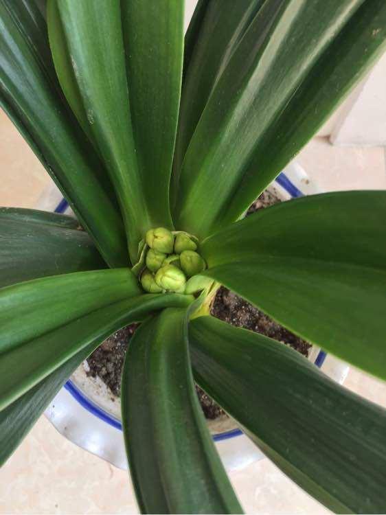 5年君子要兰开花,叶片不对称长一圈,以为养废了,花友说是珍品