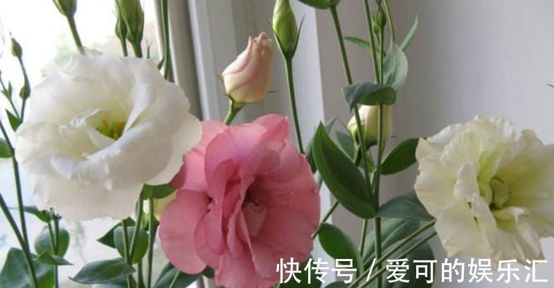 想要真正把花养好,就要花点心思,多观察多琢磨