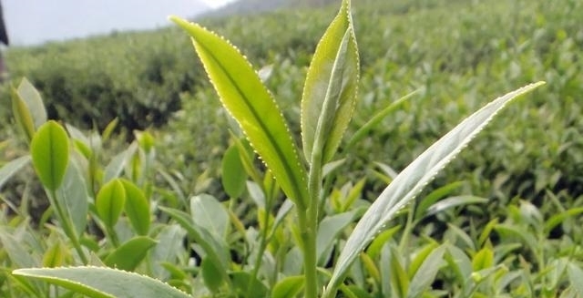 采茶|「国家AAA级景区」腾冲马站高山乌龙茶景区