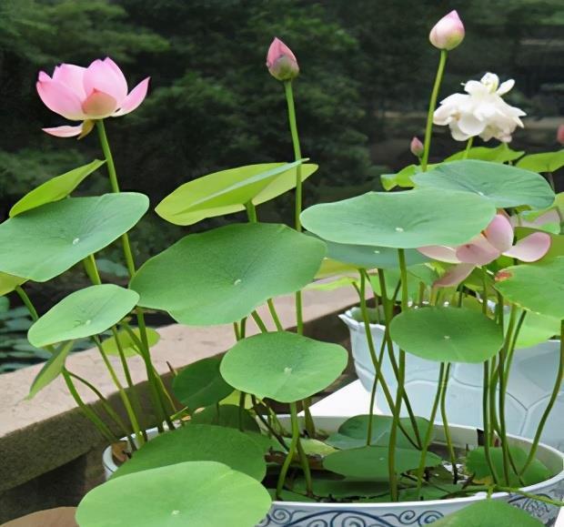 喝水|7种花,夏天太能“喝水”,一天浇一遍,10天爆满花