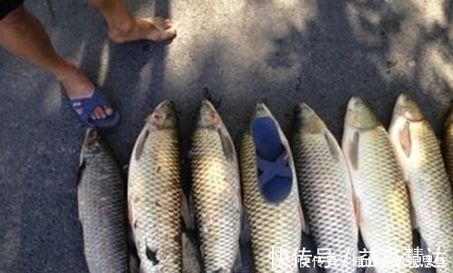 玉米粒|注意8个细节，用好玉米粒钓浮，堪称草鱼、翘嘴的克星！