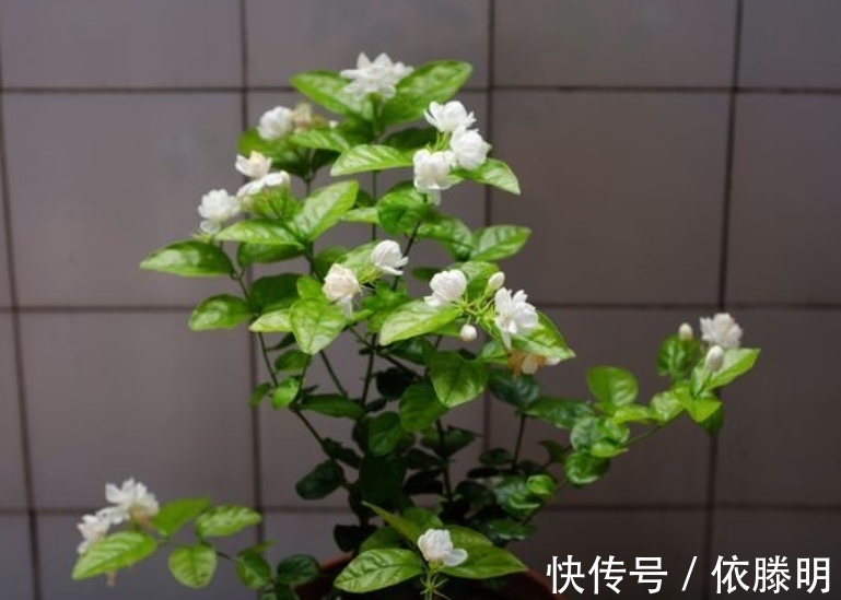 枝条|好养的花卉就是茉莉花，但是想要夏季开不停，要做好四喜一勤