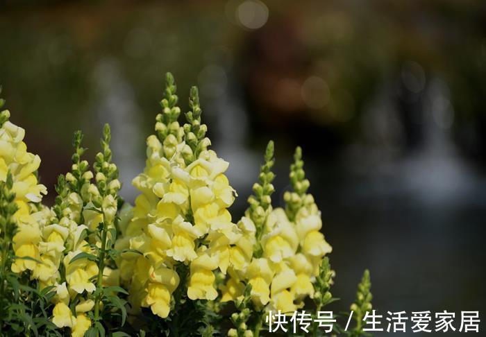 花朵|养花试试这几款，朵非常艳丽，花期极长，特别迷人