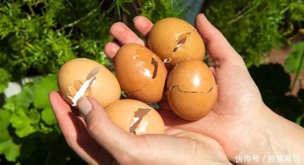 粉末|花盆里撒一把鸡蛋壳,作用真厉害,不生虫不黄叶,叶绿根壮爆满盆