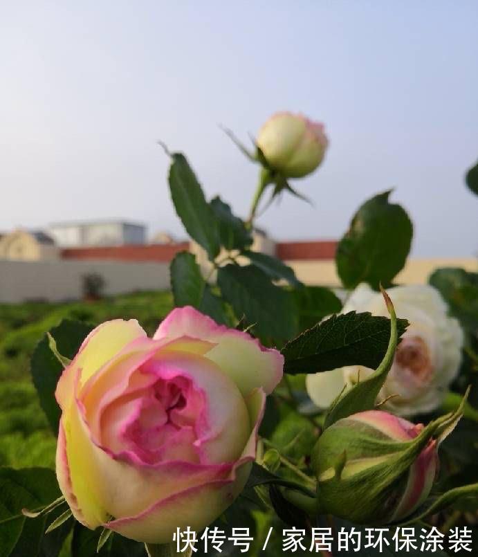 过冬|两种“耐寒花卉”,冬季可室外过冬,不怕冷,开花多