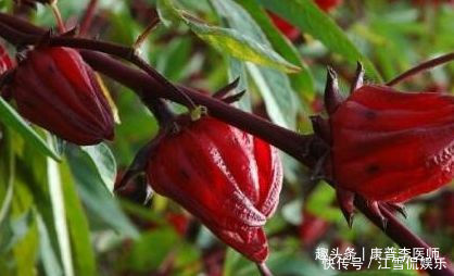 越吃越好的食物,男女不可錯過,排毒養顏,預防便秘,吃了都說好