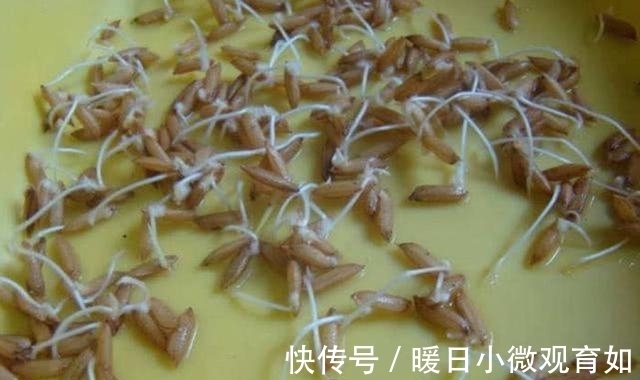 谷芽|用这个土方法钓鱼,一次钓了十几条大鲤鱼大草鱼,高手在民间啊