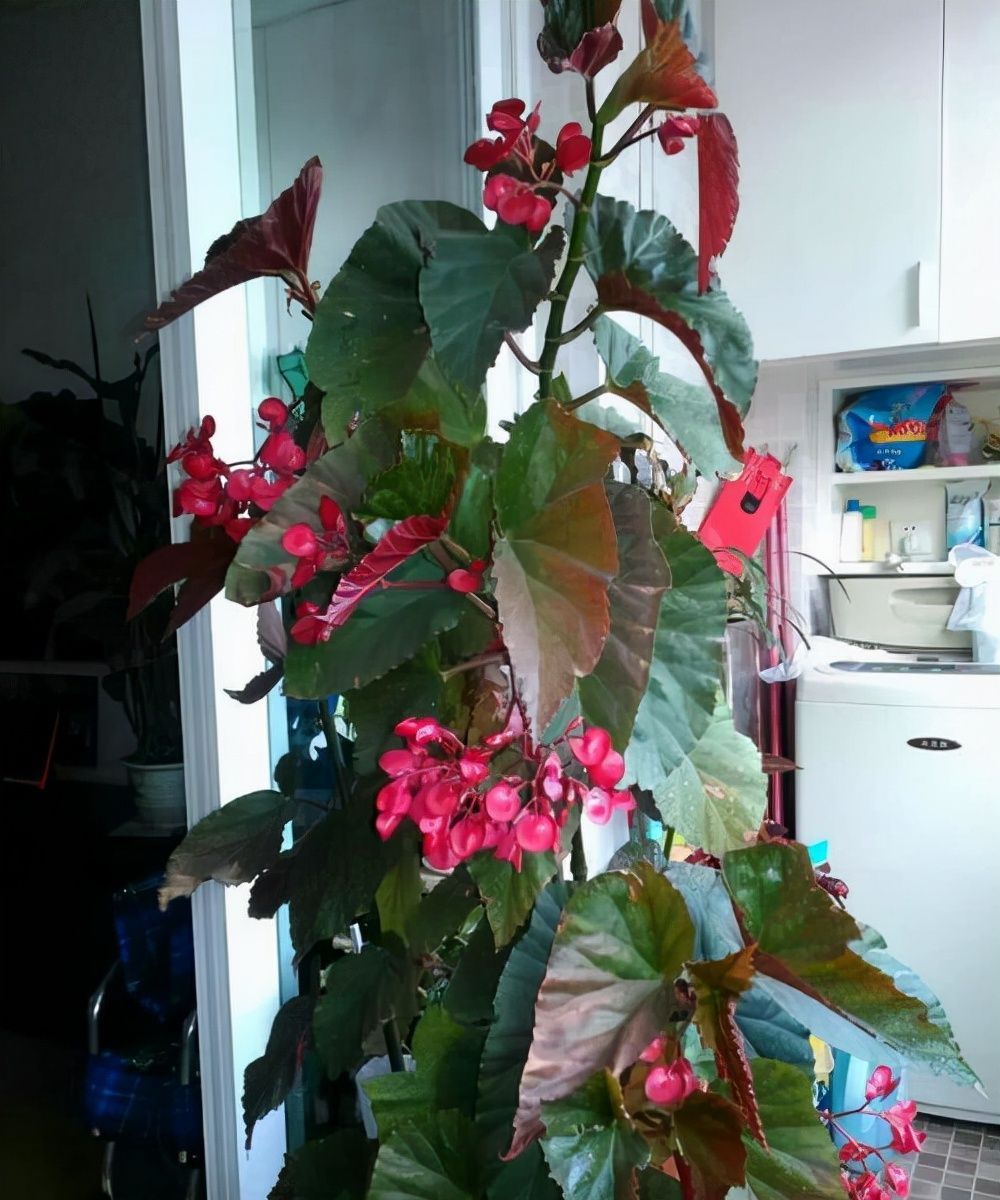 浇水|6种漂亮花,家里可以随便“养”!皮实好养、耐干旱,很容易成活