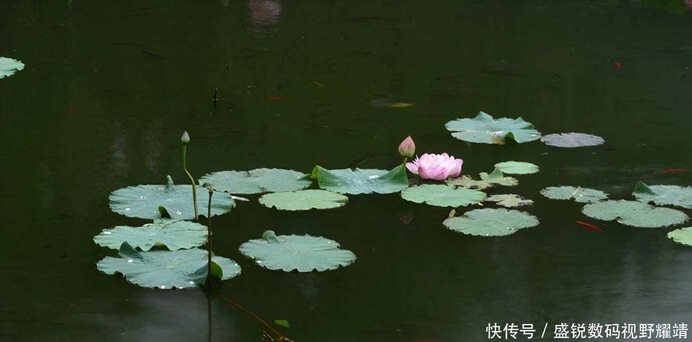 电子|夜钓用灯还是用漂,看完这一篇就知道了