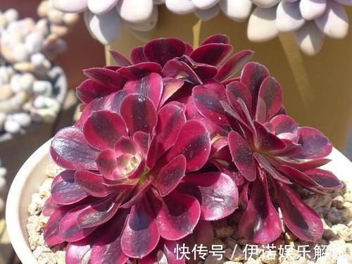 蒂亚|喜欢养多肉努力集齐这9个色系吧,放在阳台上色彩斑斓,非常好看